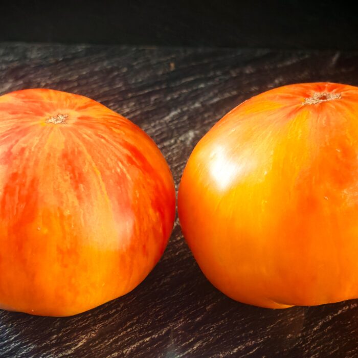 Pomidor Copia