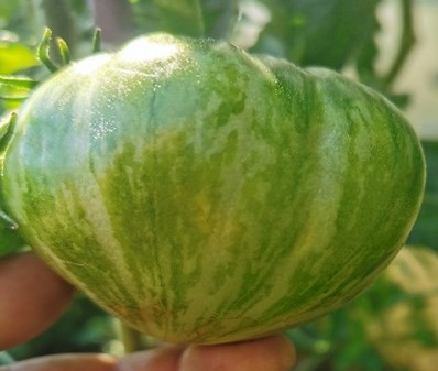 Pomidor Solar Gold - obrazek 3
