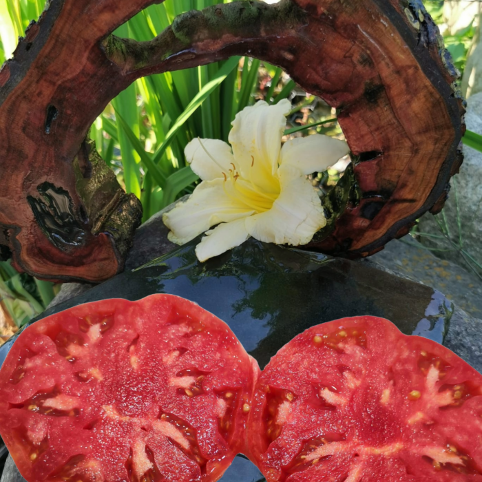 00297 Królowa Elżbieta