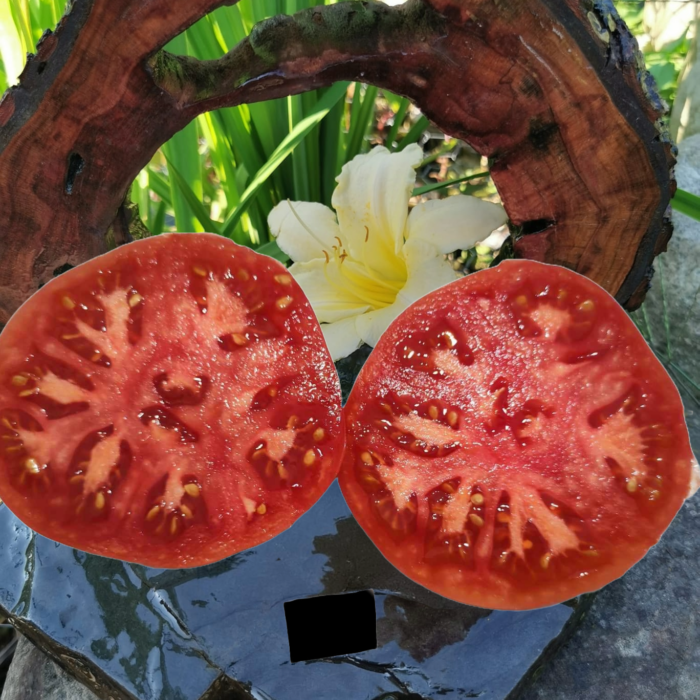 00287 Rosyjski Bogatyr