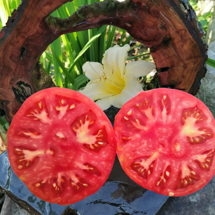 00211 Katja Heirloom