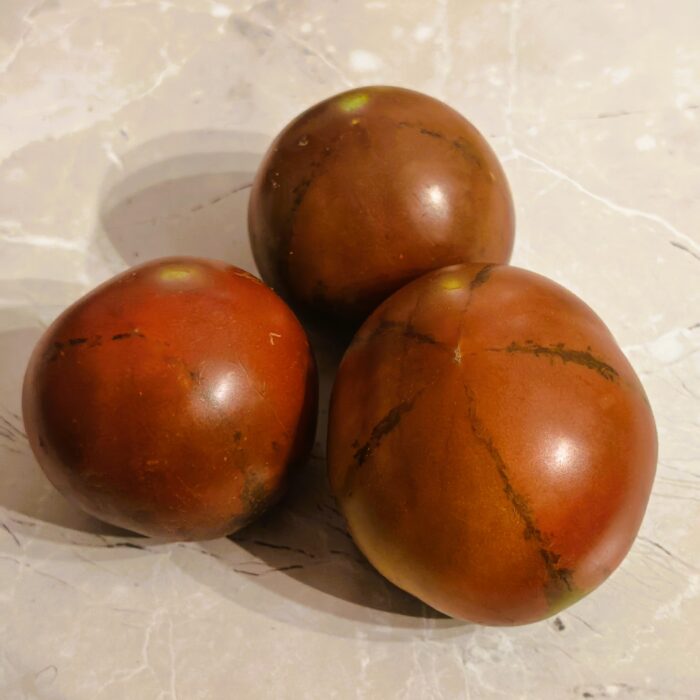 01047 Gipsy Tsygan- Dwarf