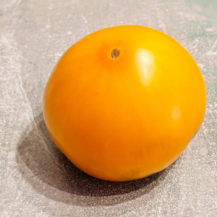 Pomidor Gold Medal