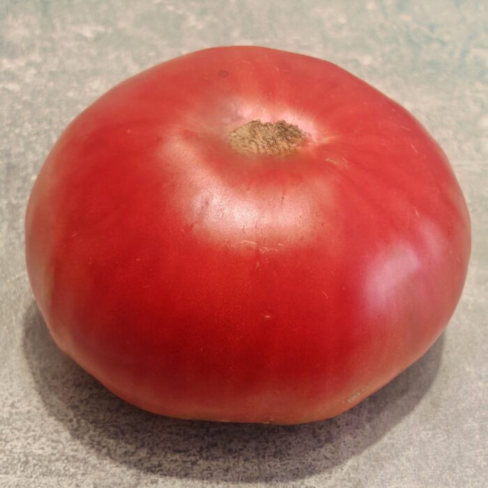 00107 Malinowy Słoń