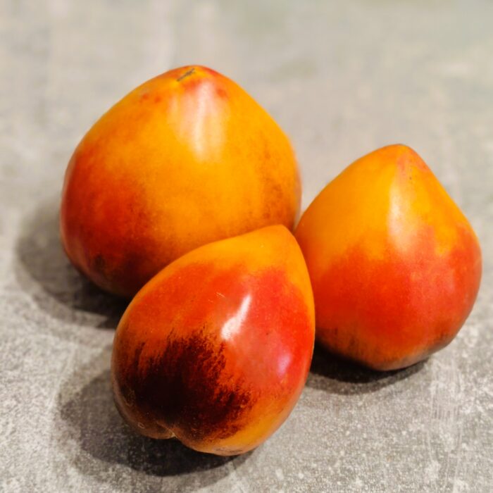 00503 Pineapple Sergeant/ Ананасовый Сержант (Kolekcja Sofia Saakova)