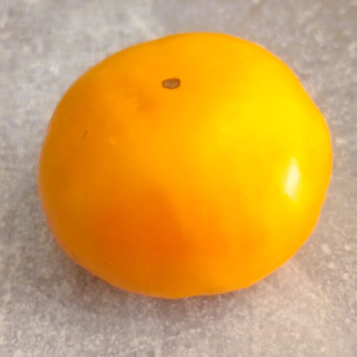 00517 Zolotoi Samorodok/ Złoty Samorodek