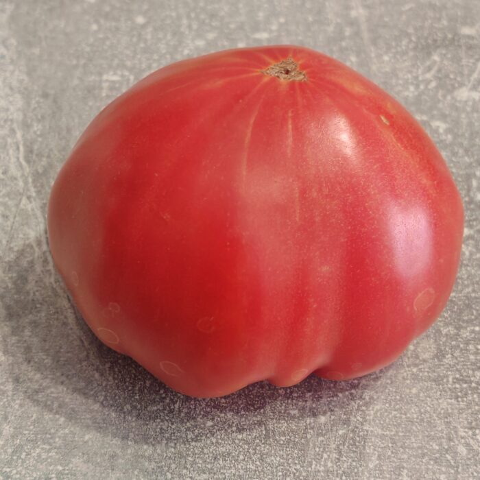 00516 Mikado Sybiraków / Микадо Сибирико