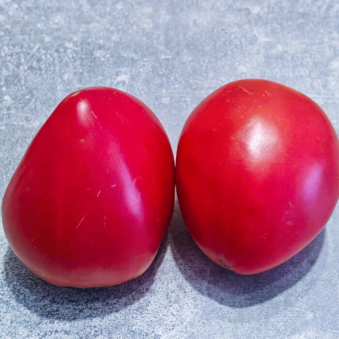 00490 Wolford Wonder