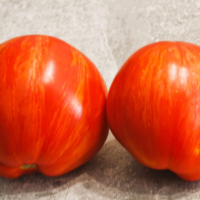 00529 Dirty Curty Striped