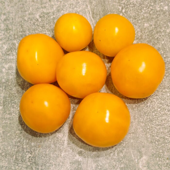 00489 Złoty Alatau/ ЗОЛОТОЙ АЛАТАУ