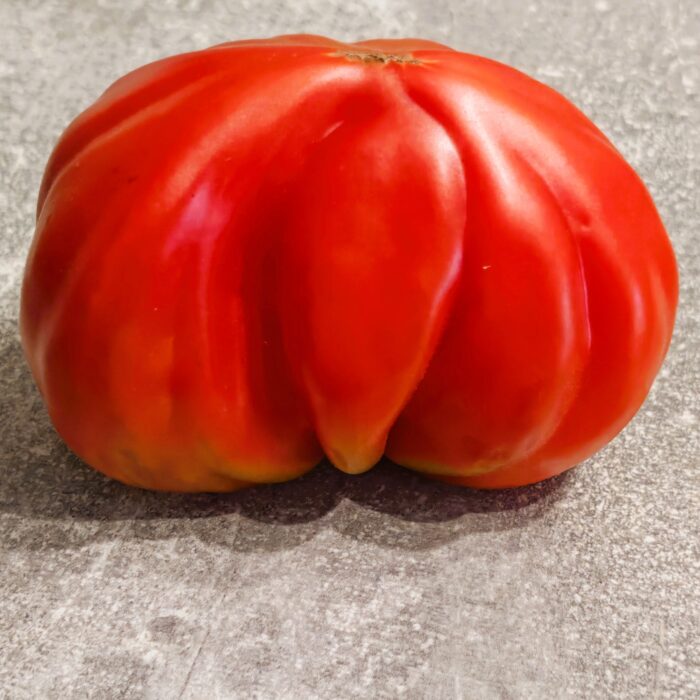 00541 Tlacolula Ribbed