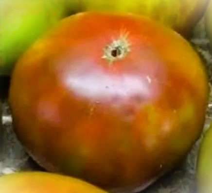 00446 Purple Peppermint/ Фиолетовый Мятный