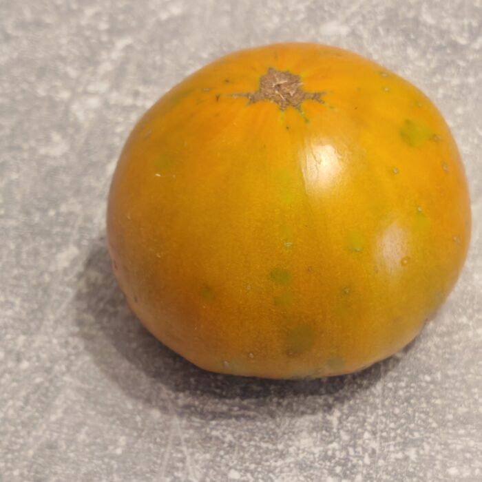 00397 Thorburn’s Terra Cotta