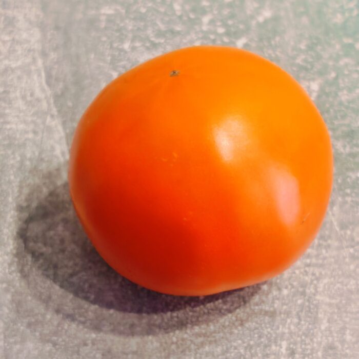 00414 Djena Lee's Golden Girl