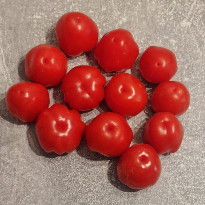 00088 Cherry Accordion (multiflora)