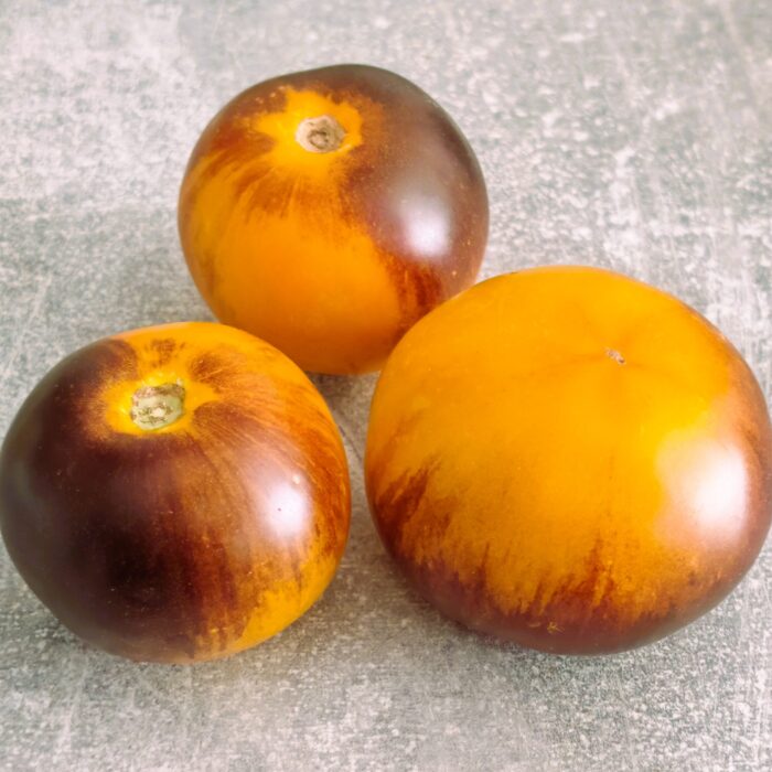 Pomidor Golden Apple Sofii (Kolekcja Sofia Saakova)