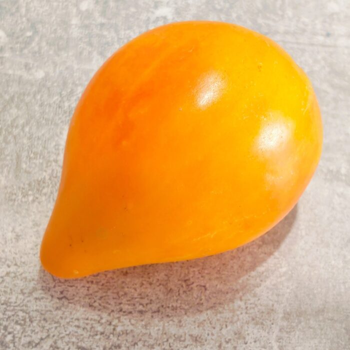 Pomidor Isolner Bicolor