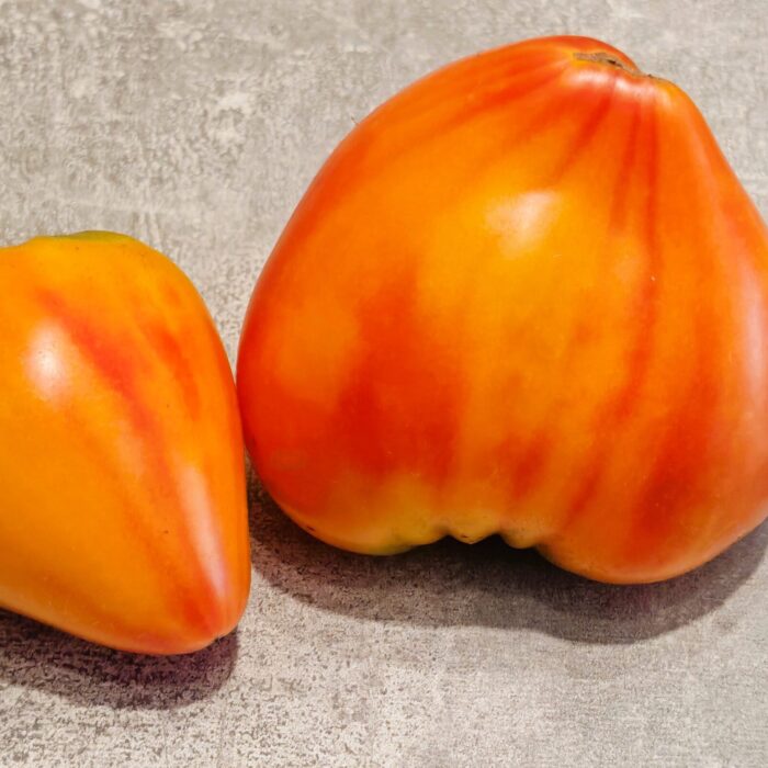 Pomidor Fred (Kolekcja Sofia Saakova)