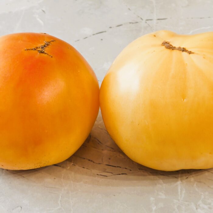 00049 Great White Beefsteak