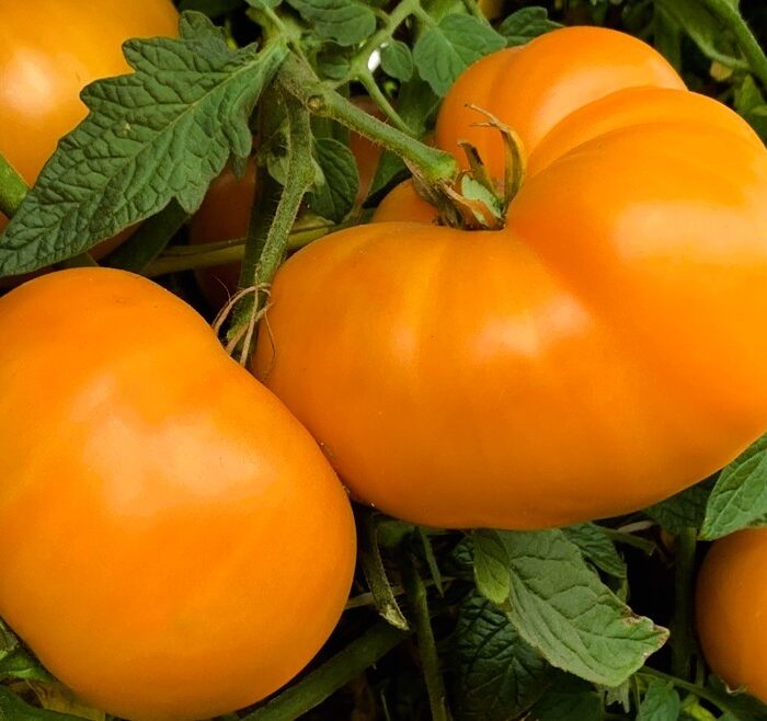 00410 Cero Blackburn