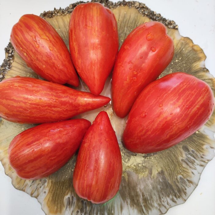 00149 Speckled Roman