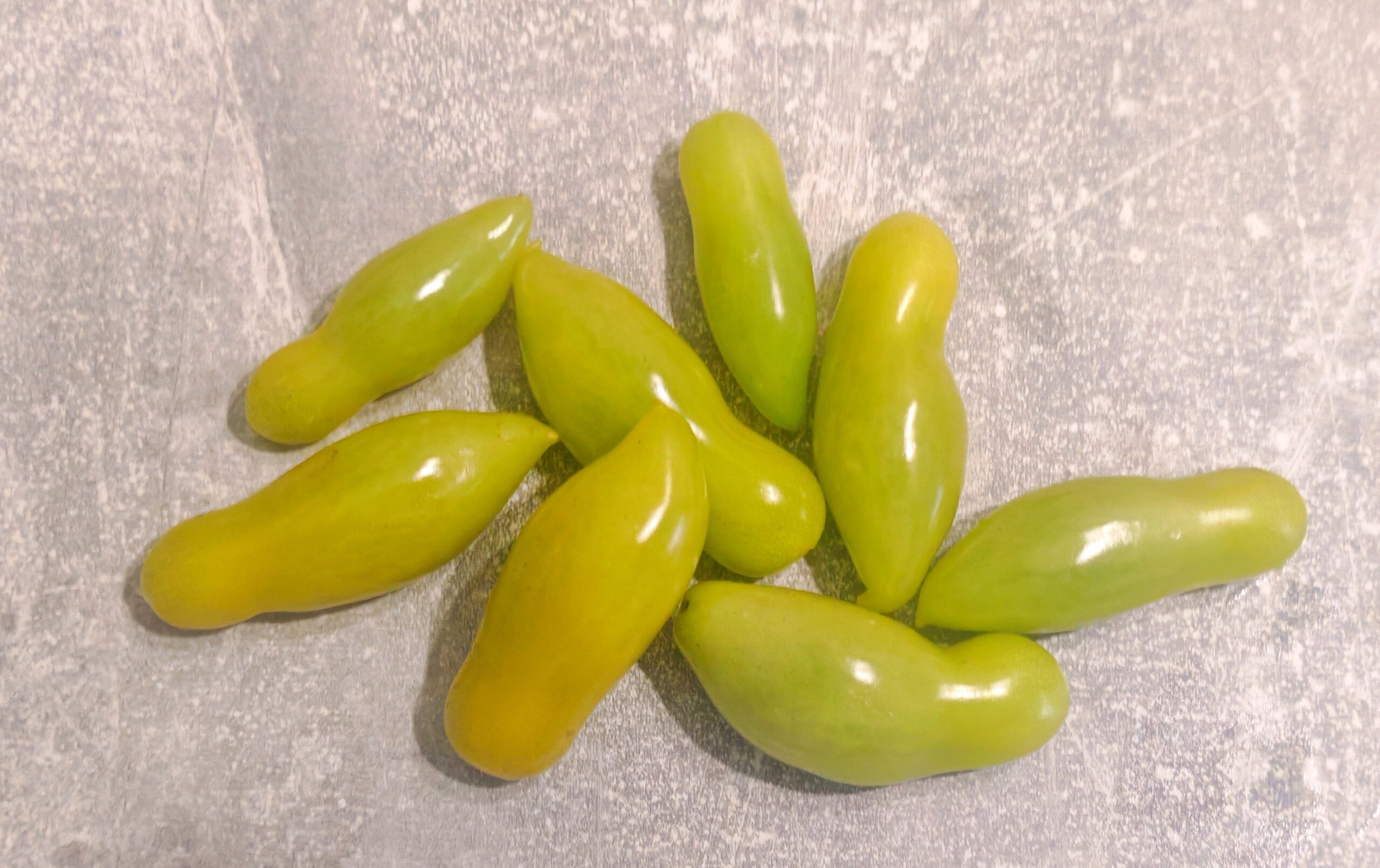 Pomidor Dancing Green Fingers (multiflora) - obrazek 2