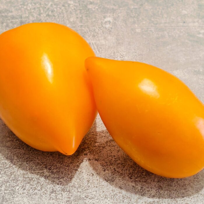Pomidor ILLini Gold