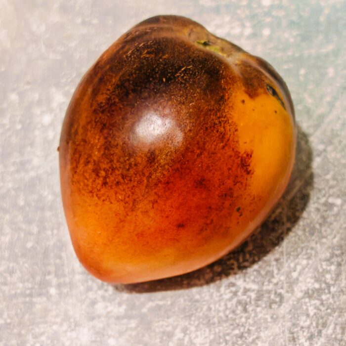 00458 Strawberry Sgt. Pepper Amber Bicolor (Kolekcja Sofia Saakova)