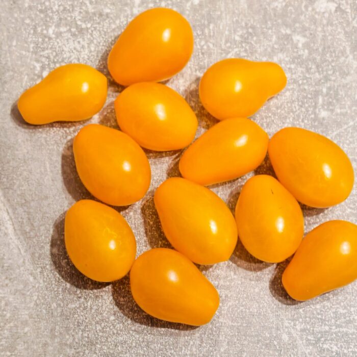 Pomidor Megagroniasty Żółty (multiflora)