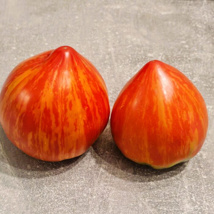 Pomidor Caitlin`s Lucky Stripe