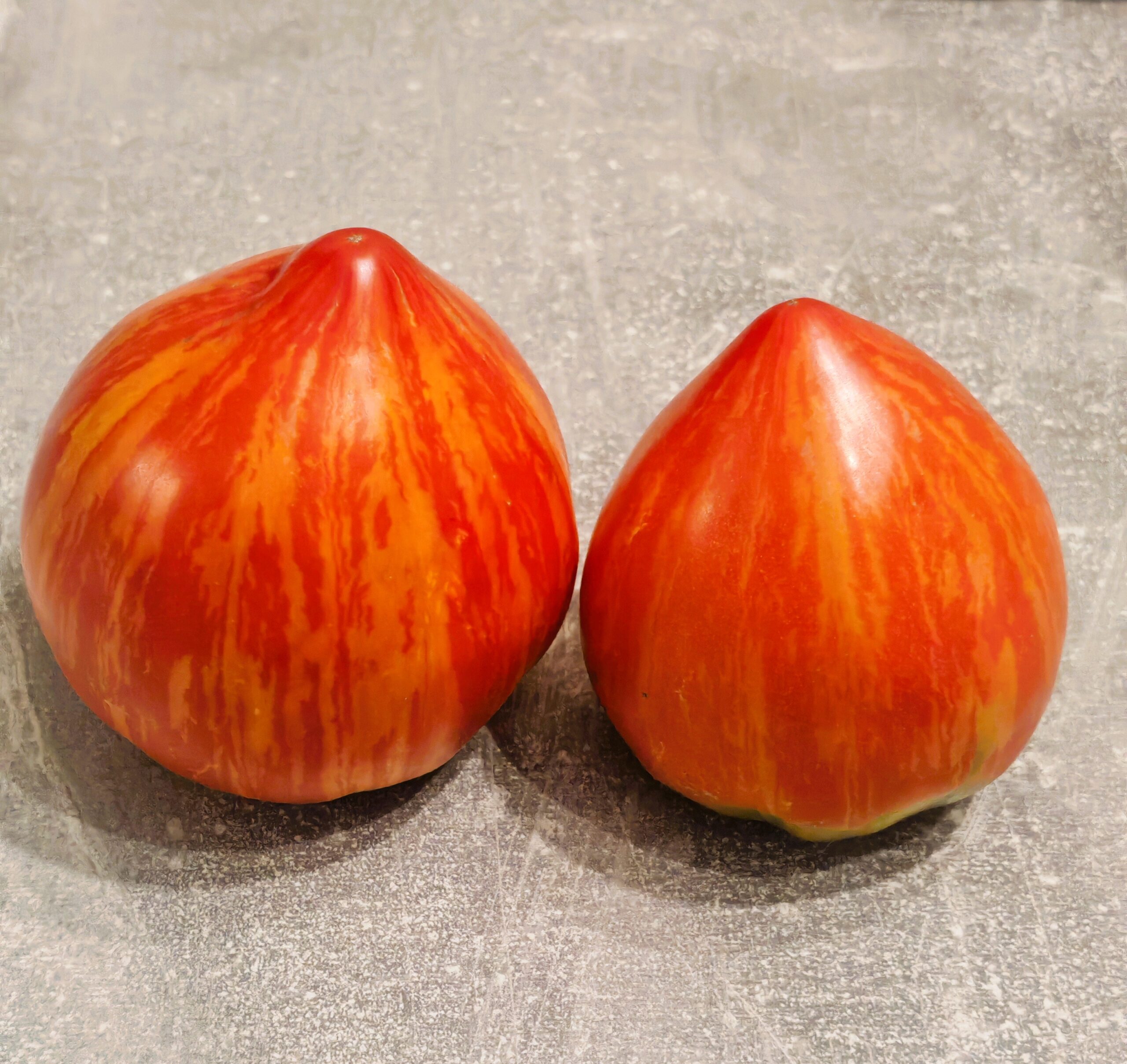 00519 Caitlin`s Lucky Stripe