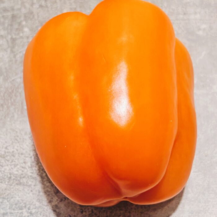 GALATEA Papryka słodka