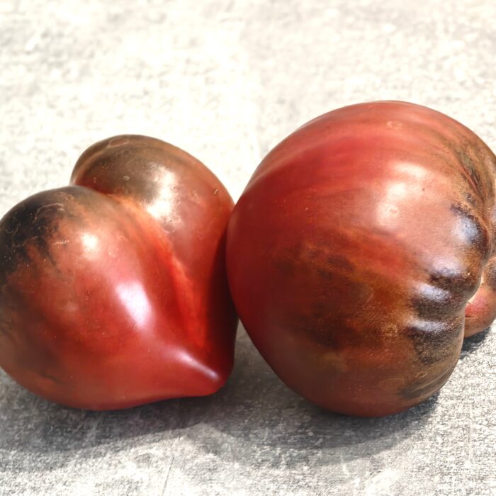 00510 Chocolate Henry/ Шоколадный Генри (Kolekcja Sofia Saakova)