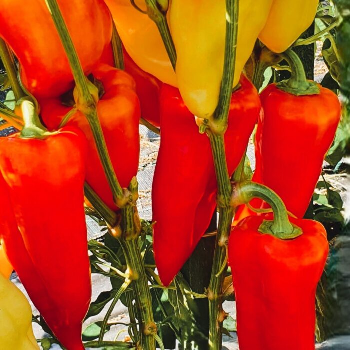 ŚNIEŻKA (Belosnezhka) Papryka słodka