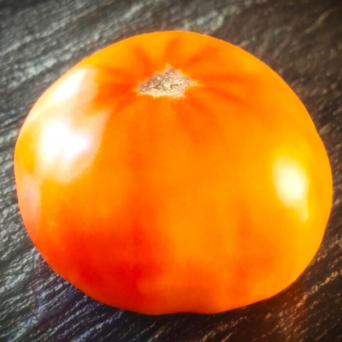 Pomidor Golden Cherokee