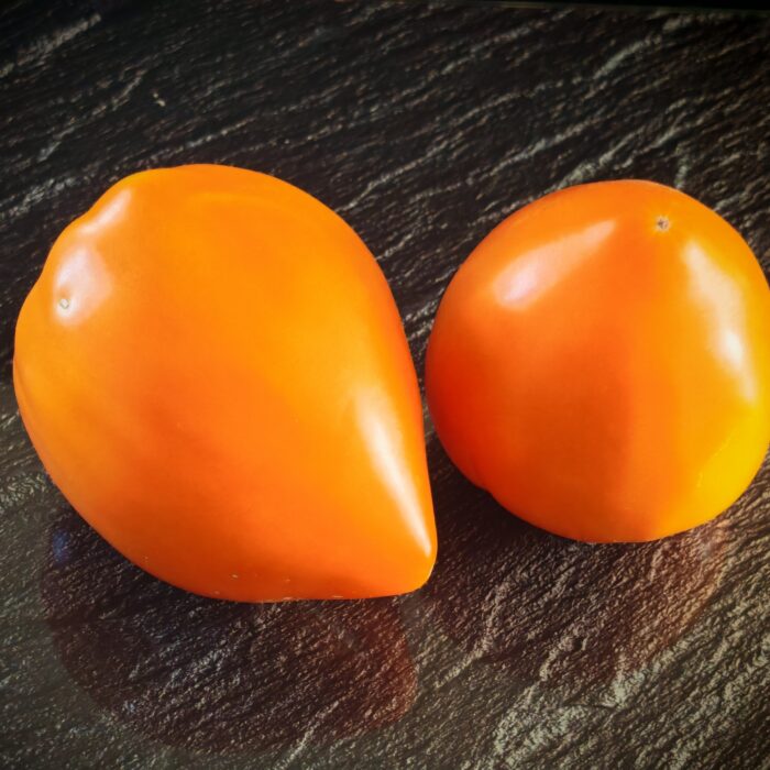 Pomidor Kizyl Tau Orange