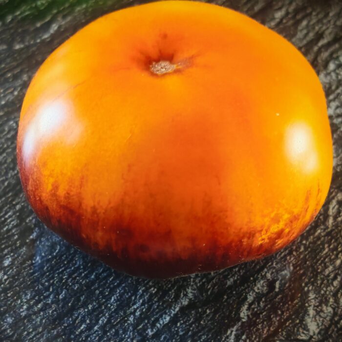 Pomidor Ch-Check It Out (BB)