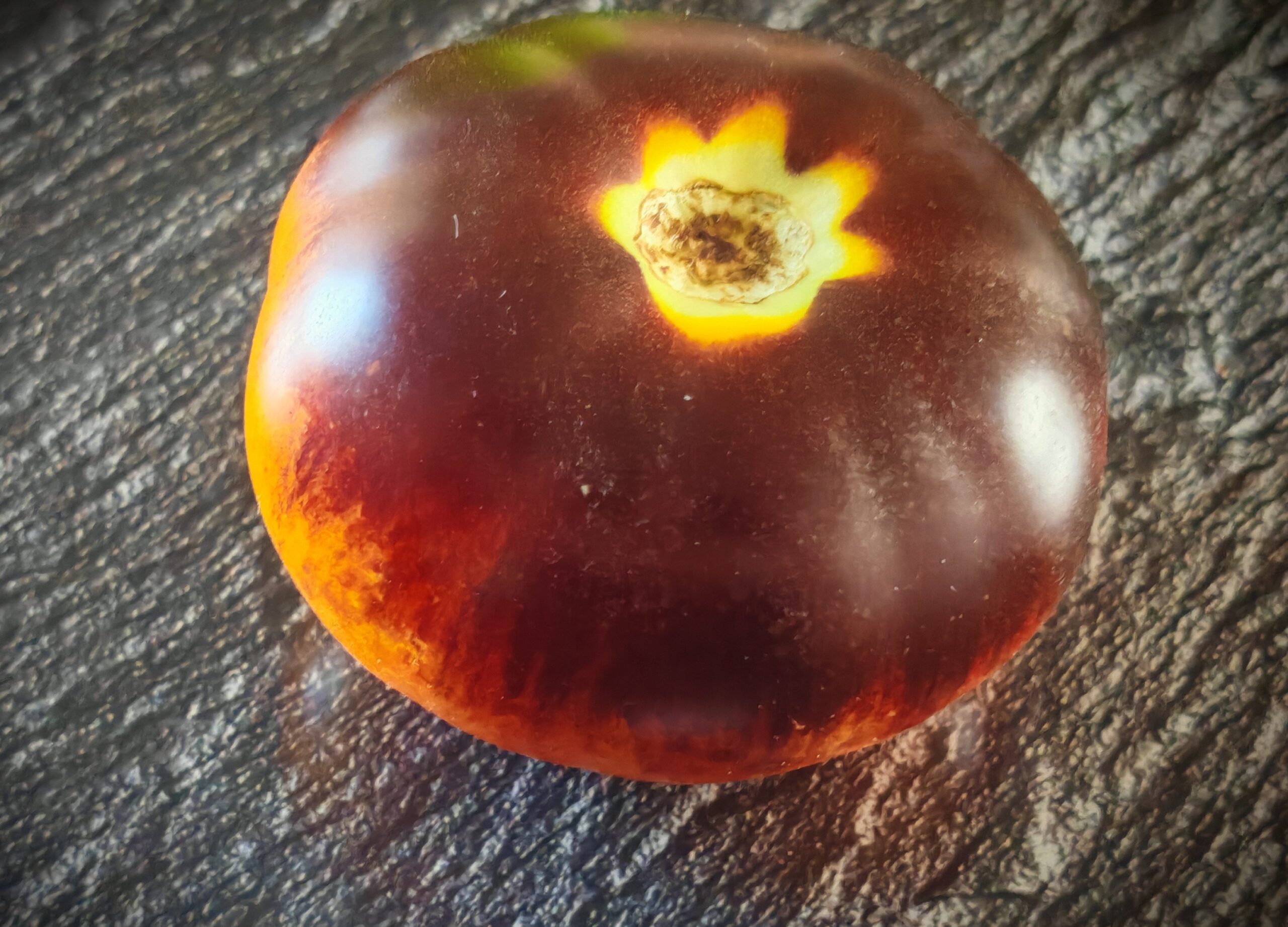 Pomidor Ch-Check It Out (BB) - obrazek 2