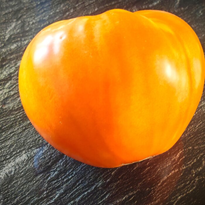Pomidor Homer Fike's Yellow Oxheart