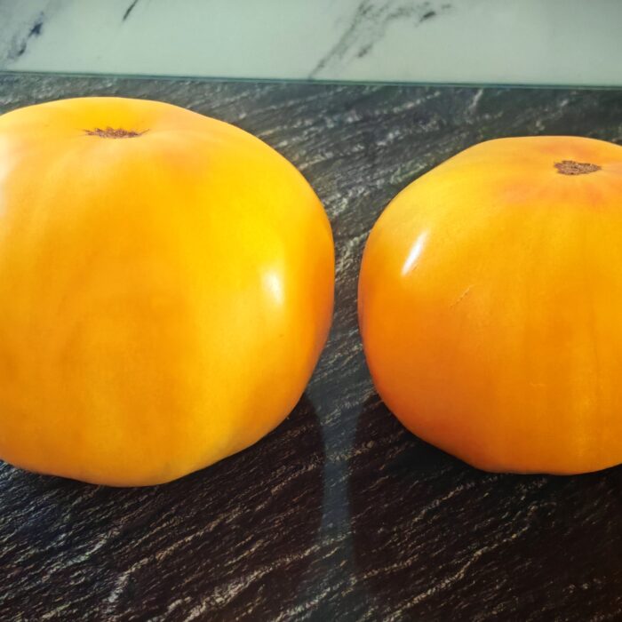 Pomidor Amber Blues
