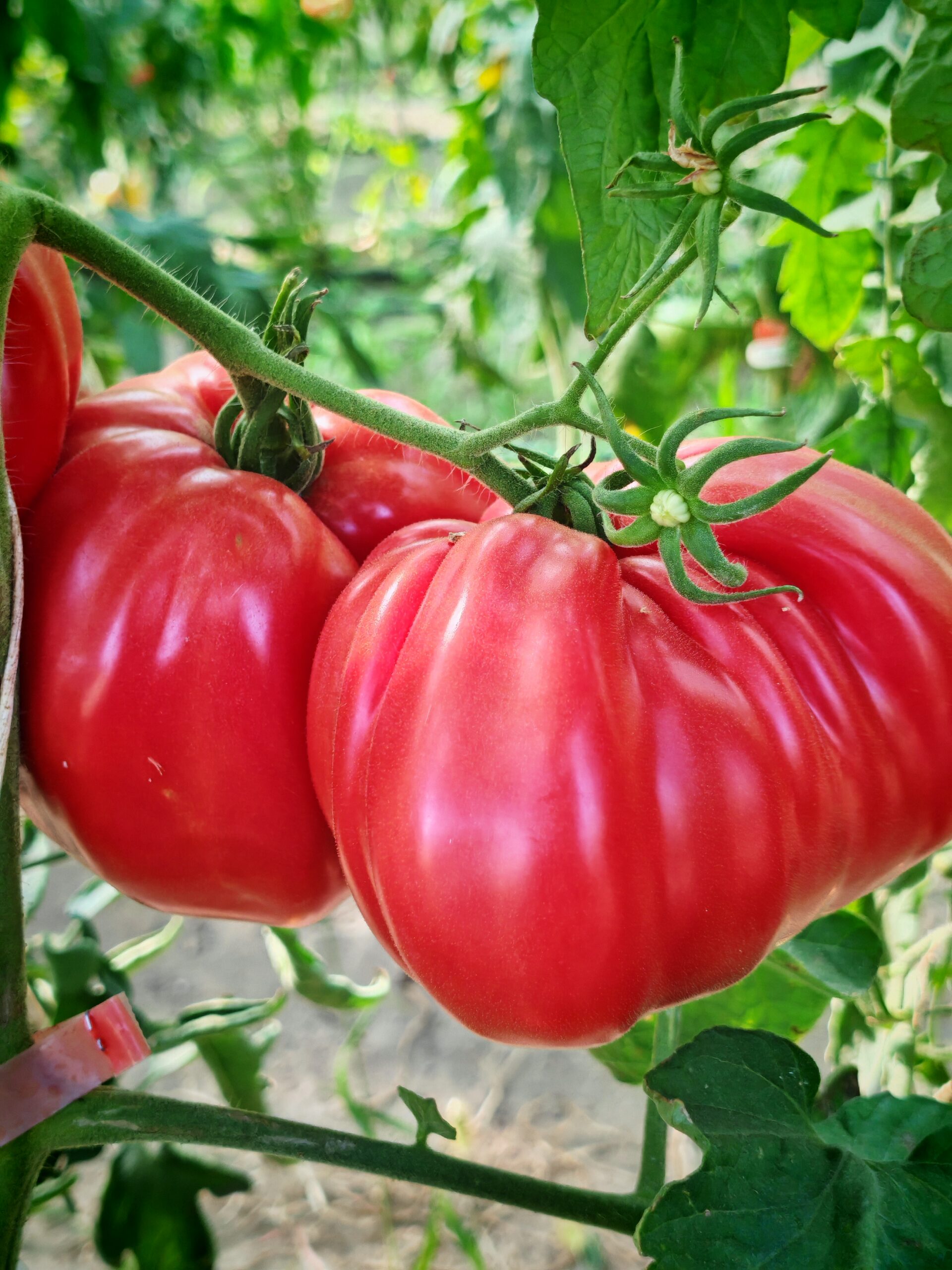 Pomidor Costoluto Colli Euganei - obrazek 2