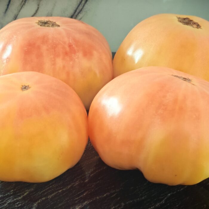 Pomidor Blanche d’Anjou