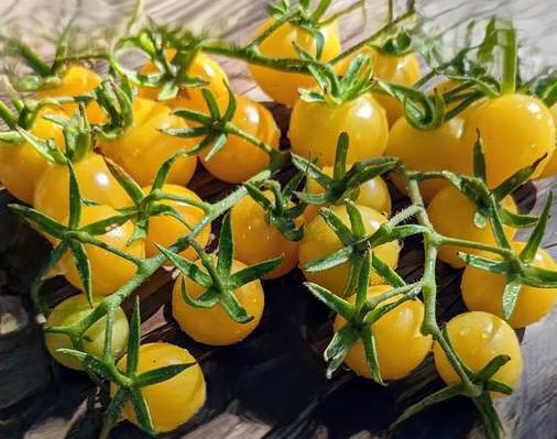 Pomidor Gnocchi di Limon