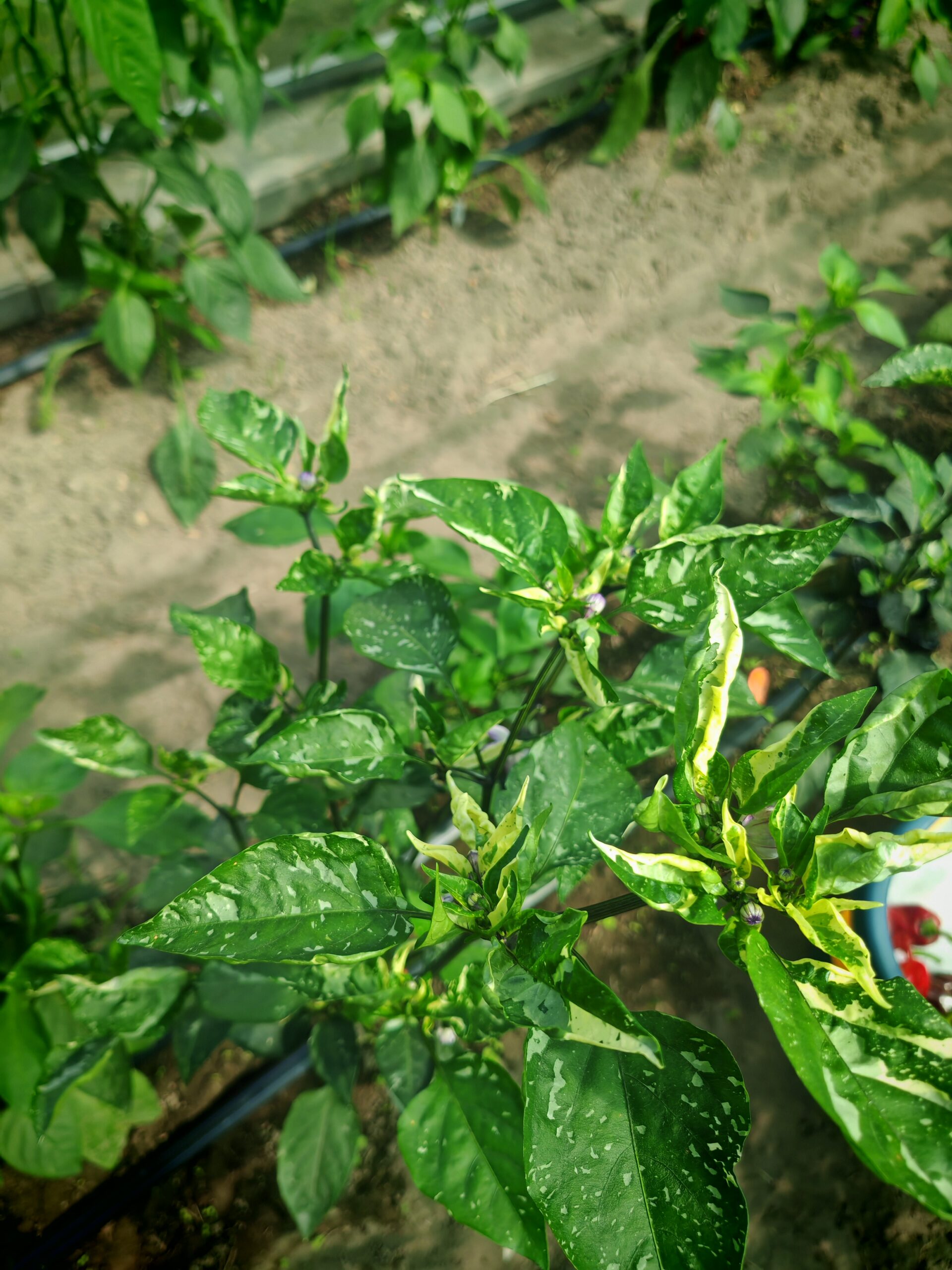 Papryka Kandam (VSRP X POBLANO) - ostra - obrazek 2